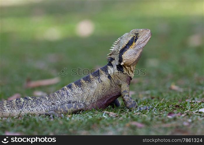 Male Eastern Water Dragon, Queensland, Australia