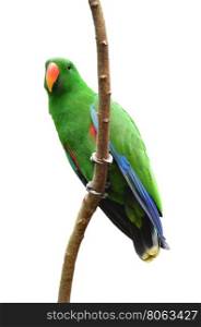 Male Eclectus Parrot isolated on white background