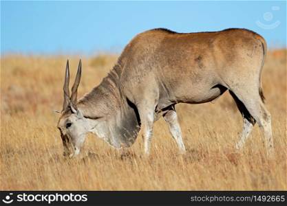 Male eland antelope (Tragelaphus oryx) feeding in grassland, Mountain Zebra National Park, South Africa