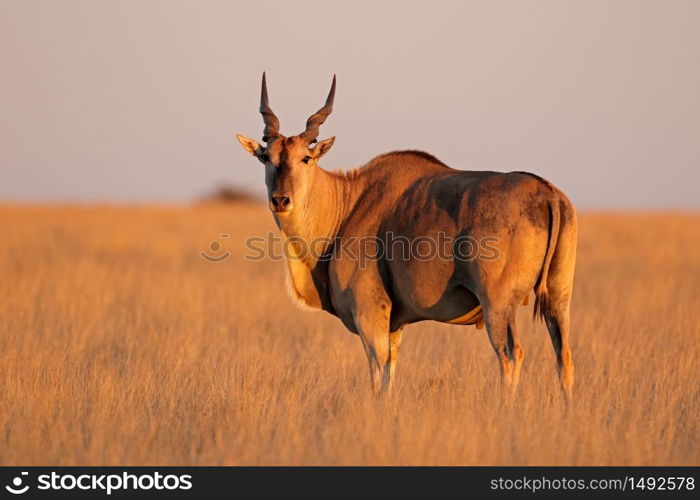 Male eland antelope (Tragelaphus oryx) in late afternoon light, Mokala National Park, South Africa