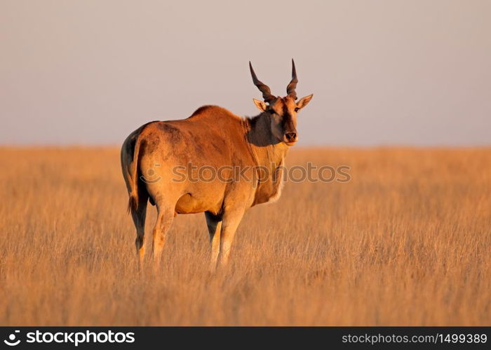 Male eland antelope (Tragelaphus oryx) in late afternoon light, Mokala National Park, South Africa