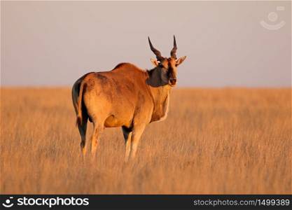 Male eland antelope (Tragelaphus oryx) in late afternoon light, Mokala National Park, South Africa