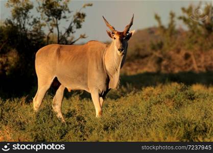 Male eland antelope (Tragelaphus oryx) in natural habitat, Mokala National Park, South Africa