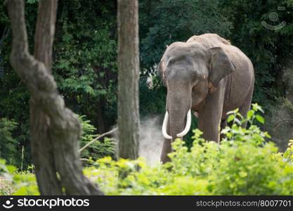 male elephant in the forest