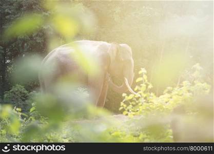 male elephant in the forest with flare light