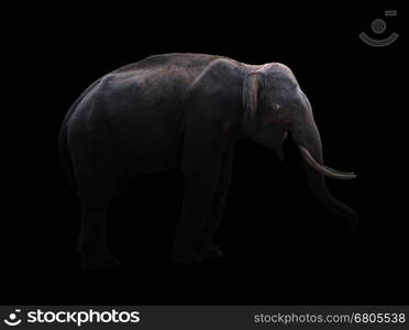 male elephant standing at night time with spotlight