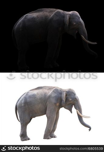 male elephant standing at night time with spotlight and male elephant isolated