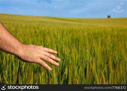 Male farmer feeling touching touching, the top of a field of barley with his hand
