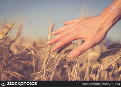 Male farmer is touching wheat crop ears in a field, sunset
