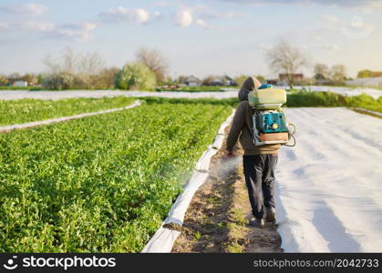 Male farmer with a mist sprayer processes potato bushes with chemicals. Protection of cultivated plants from insects and fungal infections. Control of use of chemicals growing food. Increased harvest.