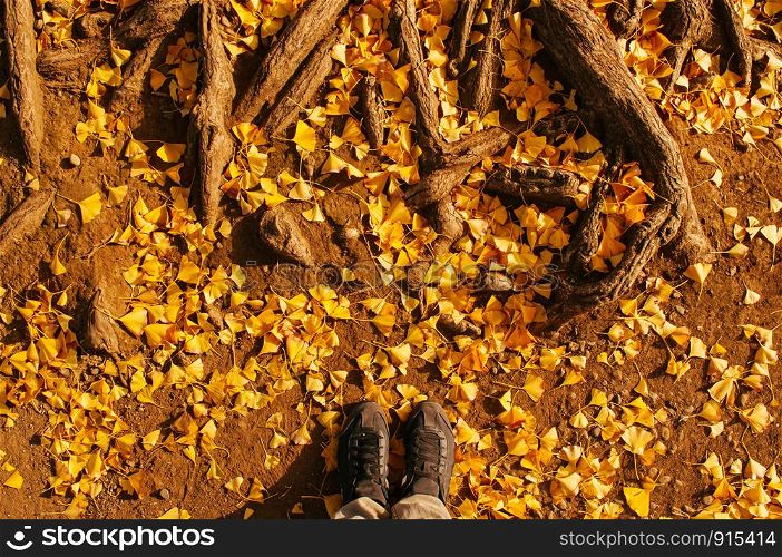 Male feet shot with bright yellow autumn Gingo leaf on ground and tree roots - Top view shot - colourful Japan Tokyo season change concept wallpaper