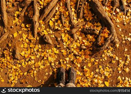 Male feet shot with bright yellow autumn Gingo leaf on ground and tree roots - Top view shot - colourful Japan Tokyo season change concept wallpaper