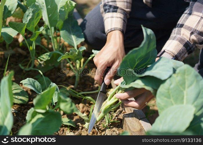 Male gardener using knife to cutting organic chinese kale in vegetables garden at home.