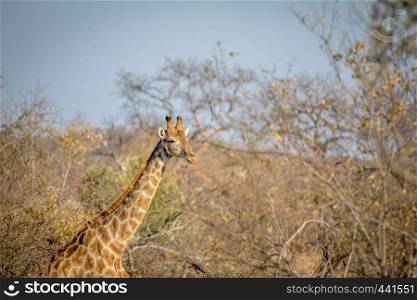 Male Giraffe sticking out in the bush in the Kruger National Park, South Africa.