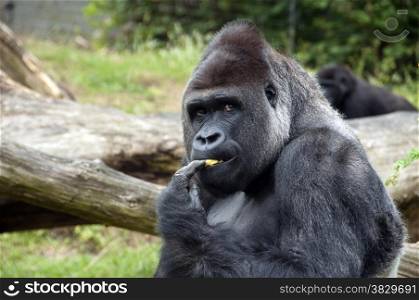 Male gorilla eating fruit in zoo