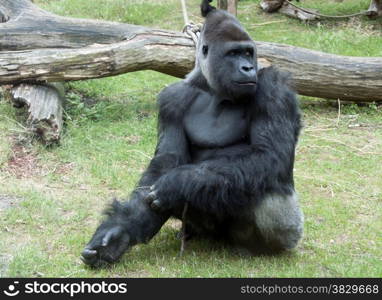 Male Gorilla in Burgers Zoo Holland