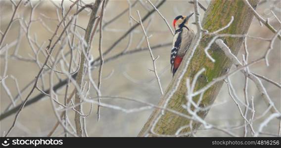 Male great spotted woodpecker on winter tree