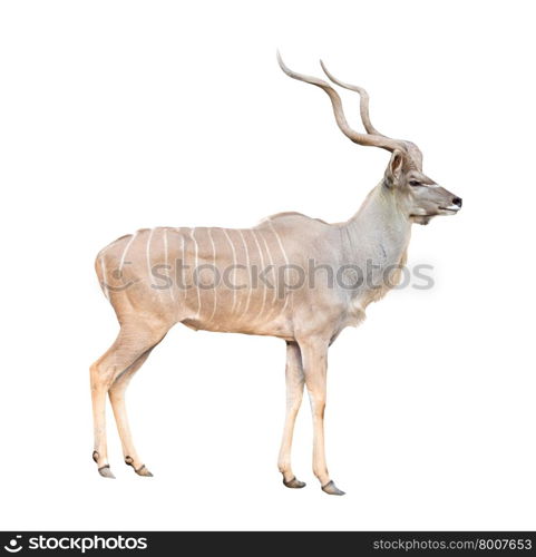 male greater kudu isolated on white background