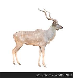 male greater kudu isolated on white background