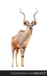 male greater kudu isolated on white background
