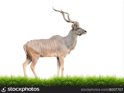 male greater kudu with green grass isolated on white background