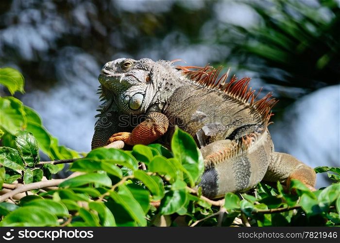 Male Green Iguana (Iguana iguana), standing on tree branch