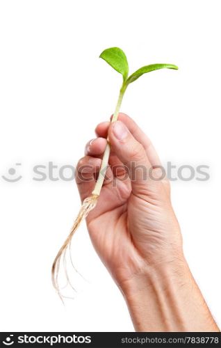 Male hand hold a small sprout and an earth handful isolated on a white background