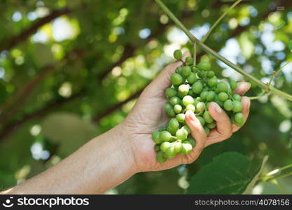 male hand holds bunch of sour grapes in vineyard