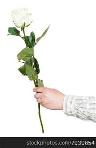 male hand holds one flower - white rose isolated on white background