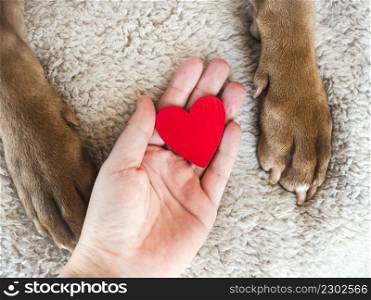Male hands holding dog paws. Close-up, indoors, view from above. Day light. Pet care concept. Male hands holding dog paws. Close-up, indoor