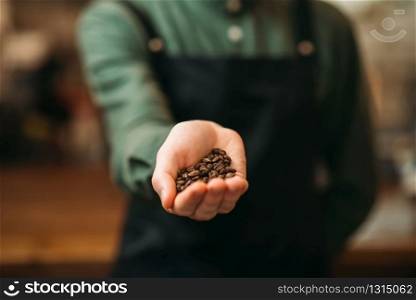 Male hands holds white plate with grain of coffee. Fresh coffee aroma.. Male hands holds white plate with grain of coffee.