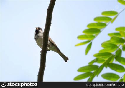 Male House Sparrow (Passer domesticus) perching on branch.