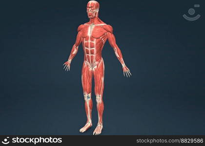 Male human muscular system anatomy 3D illustration. Male human muscular system anatomy