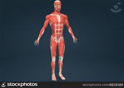 Male human muscular system anatomy 3D illustration. Male human muscular system anatomy