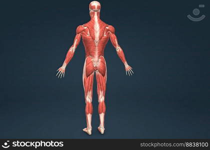 Male human muscular system anatomy 3D illustration. Male human muscular system anatomy