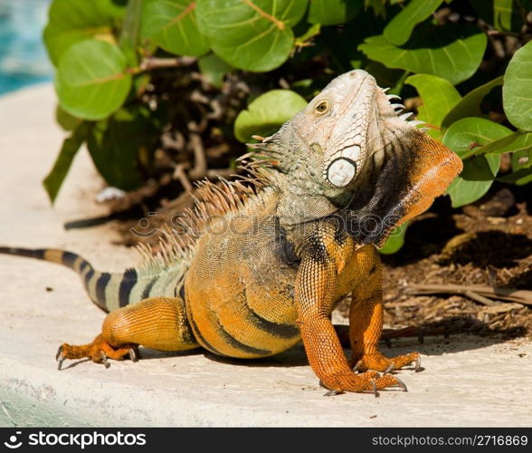 Male iguana doing a mating dance and raising its head to expose its plumage