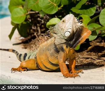 Male iguana doing a mating dance and raising its head to expose its plumage