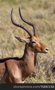 Male Impala (Aepyceros melampus) in the Xakanixa region of the Okavango Delta in northern Botswana, Africa.