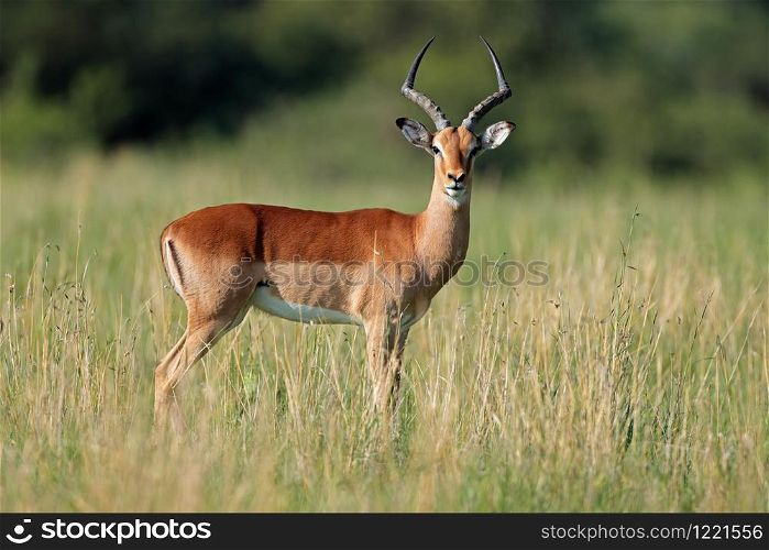 Male impala antelope (Aepyceros melampus) in natural habitat, South Africa