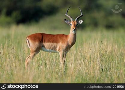 Male impala antelope (Aepyceros melampus) in natural habitat, South Africa