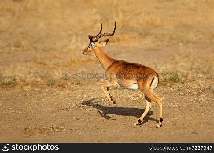 Male impala antelope (Aepyceros melampus) running, Kruger National Park, South Africa