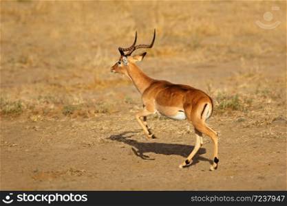 Male impala antelope (Aepyceros melampus) running, Kruger National Park, South Africa