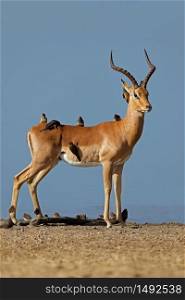 Male impala antelope (Aepyceros melampus) with oxpecker birds, Kruger National Park, South Africa