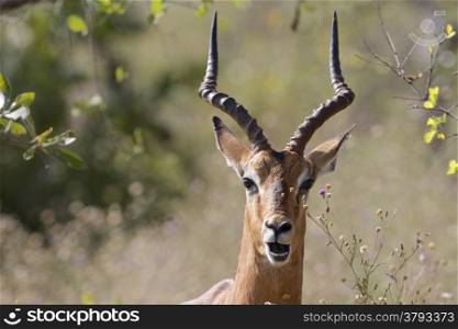 Male impala in Kruger National Park, South Africa