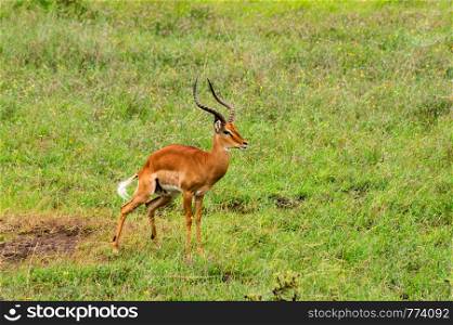 Male Impala in Nairobi National Park.Kenya