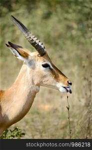Male impala in the wild sticking the tongue out