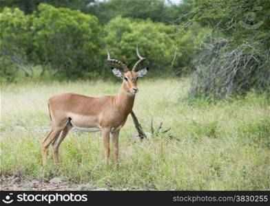 male impala kruger national park south africa