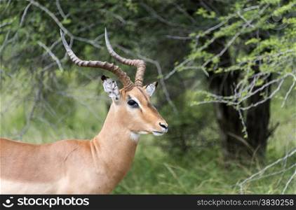 male impala kruger national park south africa