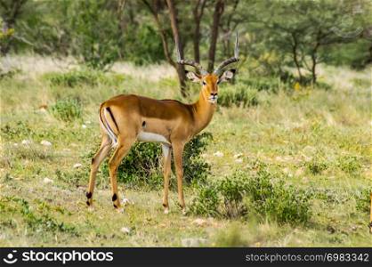 Male Impala with curious look in the savannah of Samburu Park in central Kenya. Male Impala with curious look