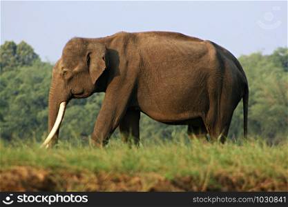 Male Indian elephant at Nagarhole, Karnataka.